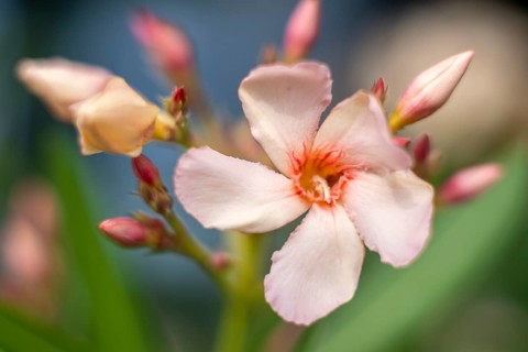 Flower of the Oleander (Nerium oleander)