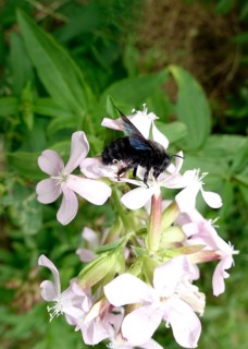 Violet carpenter bee (Xylocopa violacea) collecting nectar