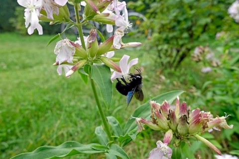 Violet carpenter bee (Xylocopa violacea) collecting nectar