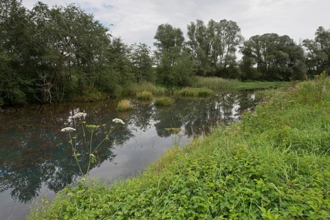 Lower Inn alluvial forest reserve
