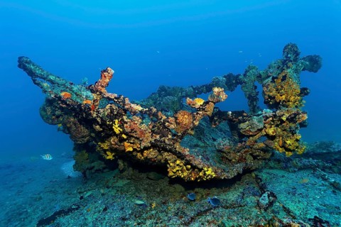 Wreckage thickly encrusted with various sponges