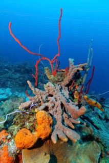 Coral reef with row pore sponge (Aplysina cauliformis) above