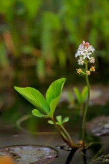 Bog bean (Menyanthes trifoliata)