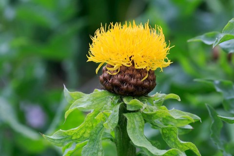 Globe knapweed (Centaurea macrocephala)