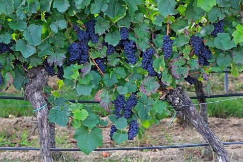 Grape vine (Vitis vinifera)