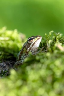 Green frog (Rana esculenta)