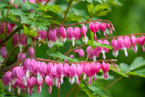 Lamprocapnos (Lamprocapnos spectabilis)