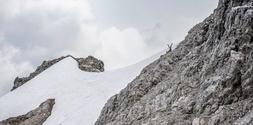 Alpine Ibex (Capra ibex) on a snow field