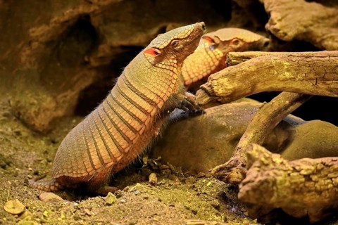 Big hairy armadillo (Chaetophractus villosus)