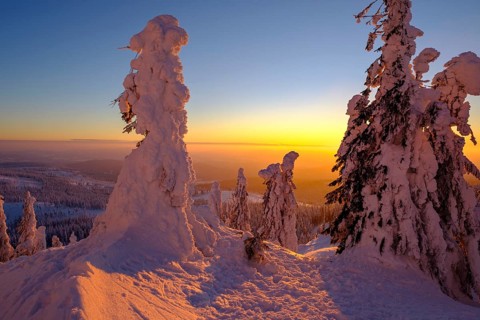 Sunset with snow-covered spruces
