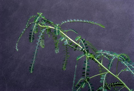 Phyllanthus amarus: Jangli amli