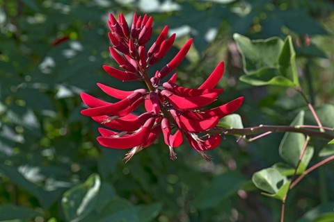 Coral Bean (Erythrina herbacea)