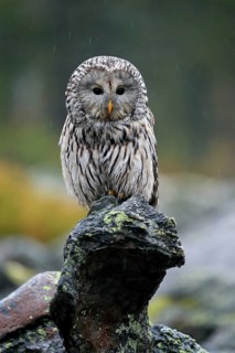 Ural owl (Strix uralensis)