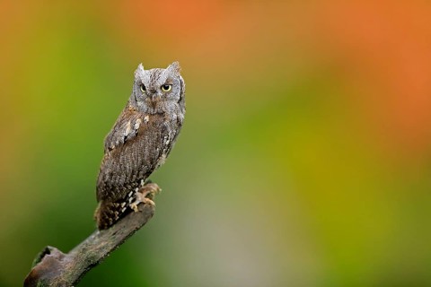 European scops owl (Otus scops)