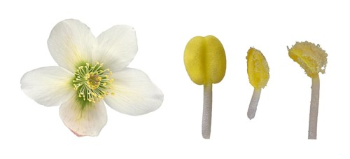 Oriental hellebore (Helleborus orientalis)