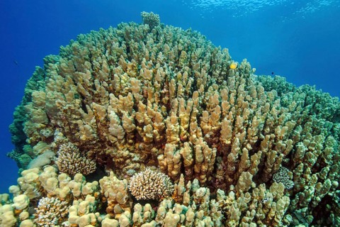 Large colony of Dome corals (Porites nodifera)