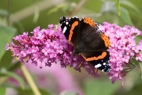 Red Admiral (Vanessa atalanta)