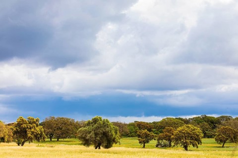Clouds over Cork oaks (Quercus suber) near Santu Lussurgiu