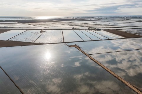 Flooded rice fields in May