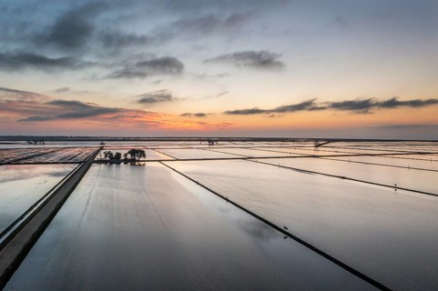 Flooded rice fields in May at daybreak