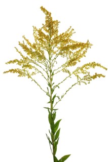 Canada goldenrod (Solidago canadensis) on white ground