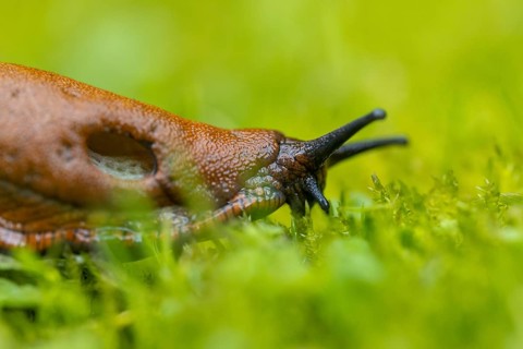 Red slug (Arion rufus)