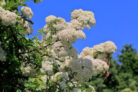 Scarlet firethorn (Pyracantha coccinea)