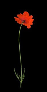 Poppy flowers (Papaver rhoeas)