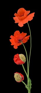 Poppy flowers (Papaver rhoeas)