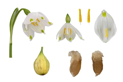 Spring snowflake (Leucojum vernum)