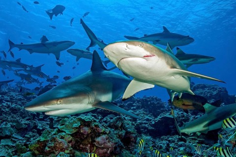 Grey reef shark (Carcharhinus amblyrhynchos) on the left