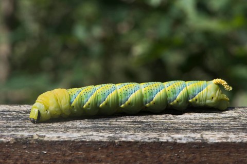 Caterpillar of the Death's head hawkmoth (Acherontia atropos)