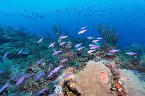 Shoal of Barracuda Waitin Boy (Clepticus parrae) swimming over coral reef