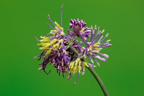 Columbine greater meadow rue (Thalictrum aquilegiifolium)
