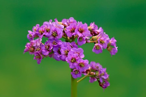 Bergenia
