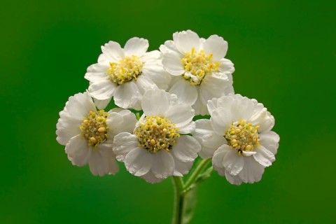 Fine leaved water dropwort (Oenanthe aquatica)