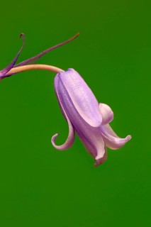 Spanish bluebell (Hyacinthoides hispanica)
