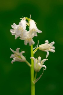 Spanish bluebell (Hyacinthoides hispanica)