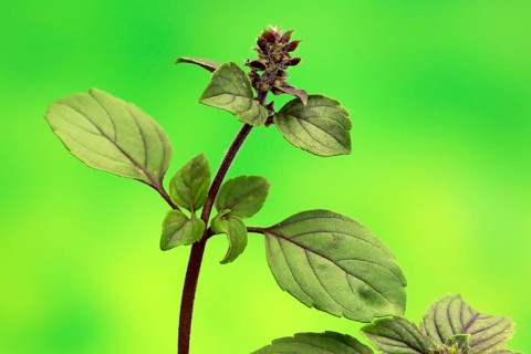 Shrub Basil (Ocimum basilicum) Magic Blue (Magic Blue)