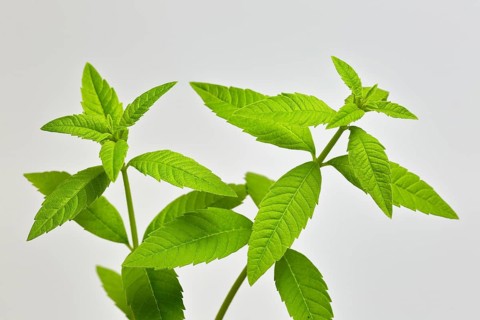 Lemon verbena (Aloysia triphylla)