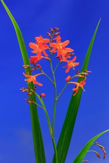 Montbretia (Crocosmia x crocosmiiflora)