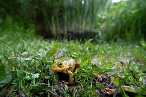 Pool frog (Rana lessonae)