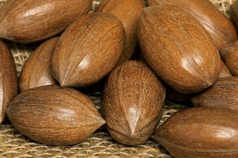 Pecan (Carya illinoinensis)