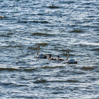 Two Mute swans (Cygnus olor) with young birds
