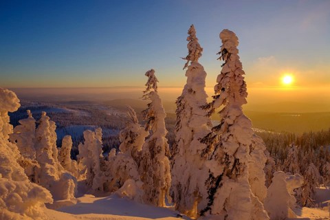 Sunset with snow-covered spruces