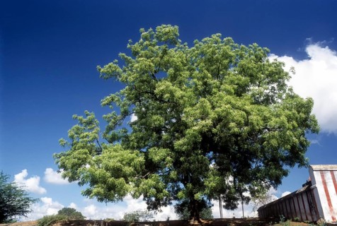 Neem Tree: Azadirachta Indica a.juss