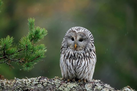 Ural owl (Strix uralensis)