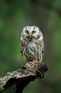 Tengmalm's owl (Aegolius funereus)