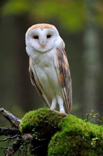 Common barn owl (Tyto alba)