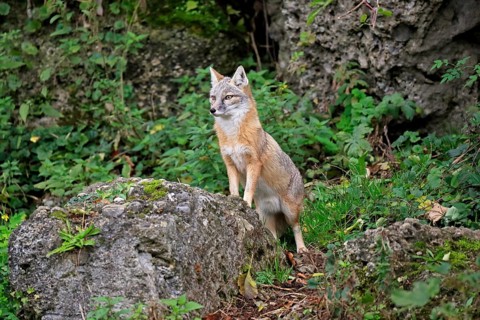 Corsac fox (Vulpes corsac)